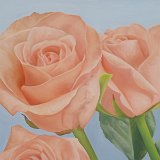 Rosen rosa 80 x 70 cm