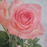 Rose rosa 80 x 100 cm