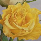 Rose gelb 100 x 70 cm