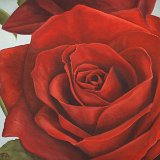 Rose rot 100 x 80 cm